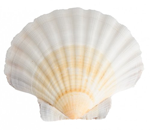 NaDeco Pecten jacobaeus, Größe ca. 12-15cm | Jakobsmuschel | Jacobsmuschel-Schale | Pilgermuschel | Fächermuschel | Ragout-Schalen | Scallops | Maritime Dekoration | Muscheln und Schnecken