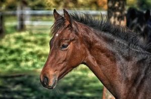 Adventskalender für Pferde und Reiter