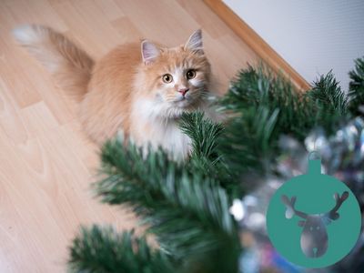 Weihnachtsbaum Alternativen fuer Katzen