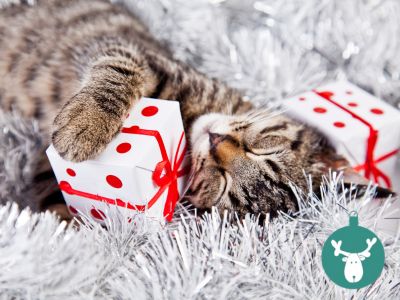 Besonders lustige und witzige Geschenkideen fuer Katzen